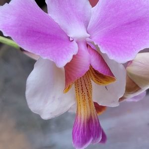 Meet your Posher, Iq